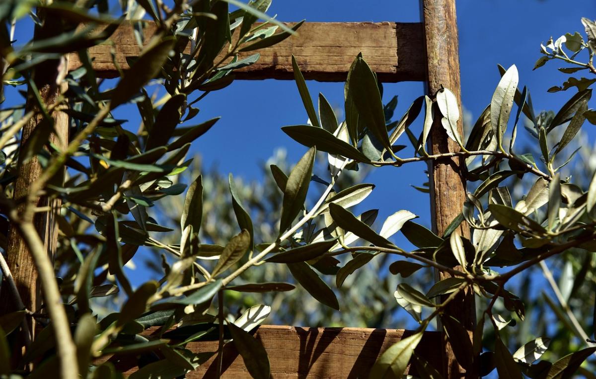 La raccolta e la spremitura: come nasce un olio EVO eccellente